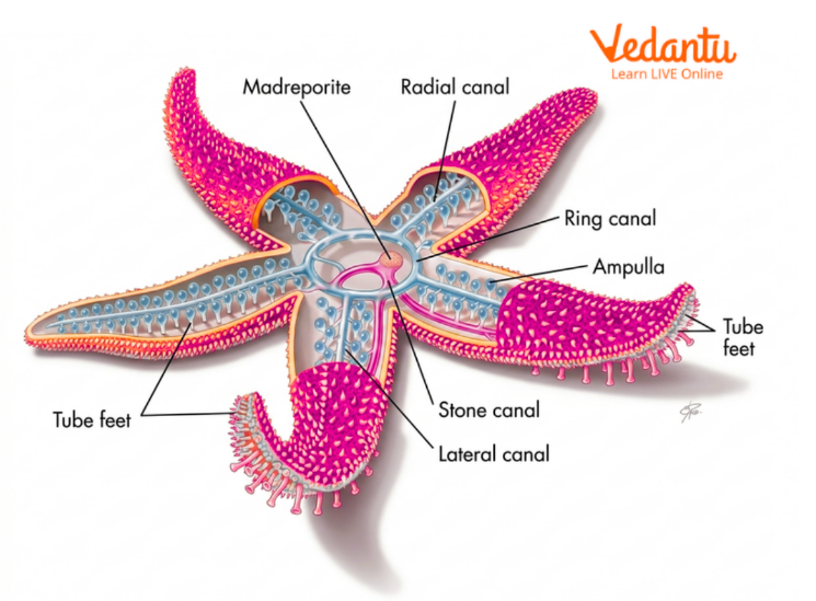 Water Vascular System of Starfish