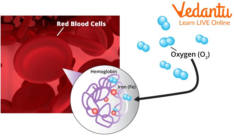 Haemoglobin found in the Red Blood Cells.