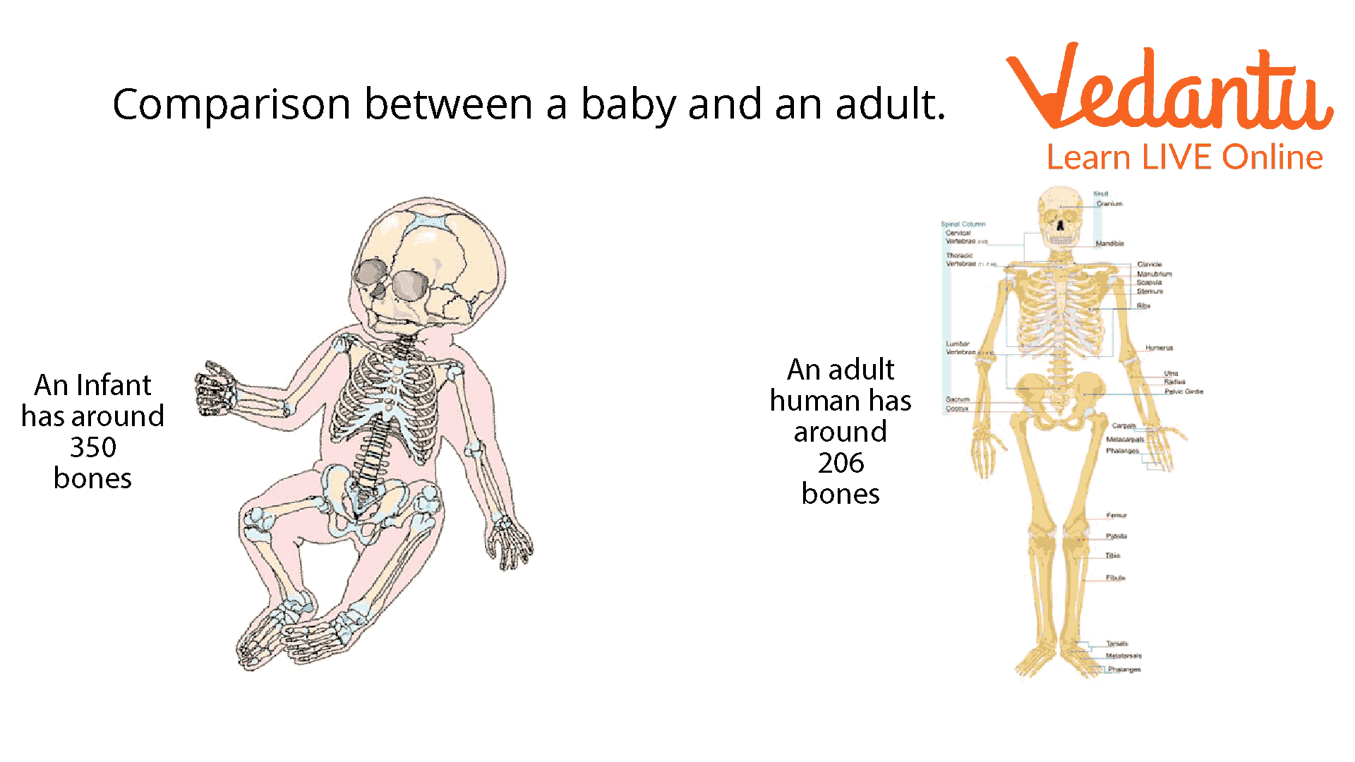 Comparison Between a Baby and an Adult