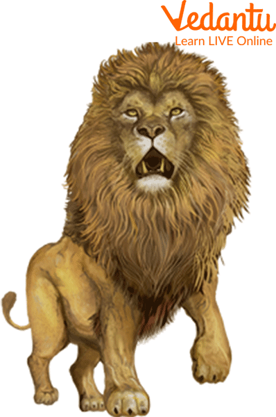 Lion