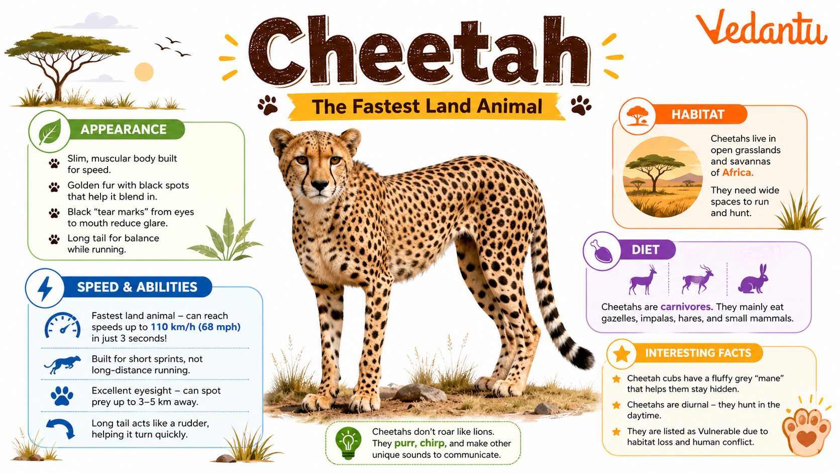 Cheetah