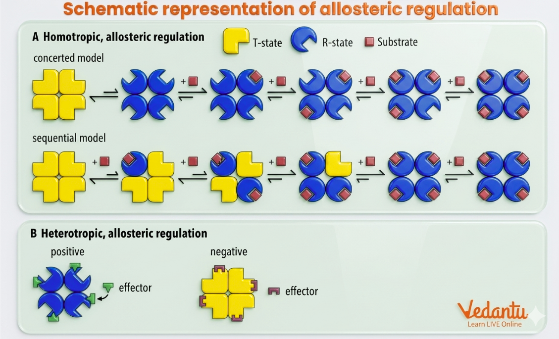Schematic representation of allosteric regulation
