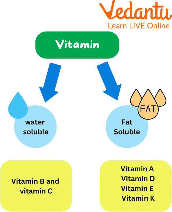 Types of Vitamins