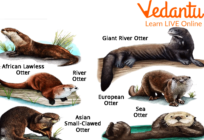 Classifying  Multiple Species of Otter