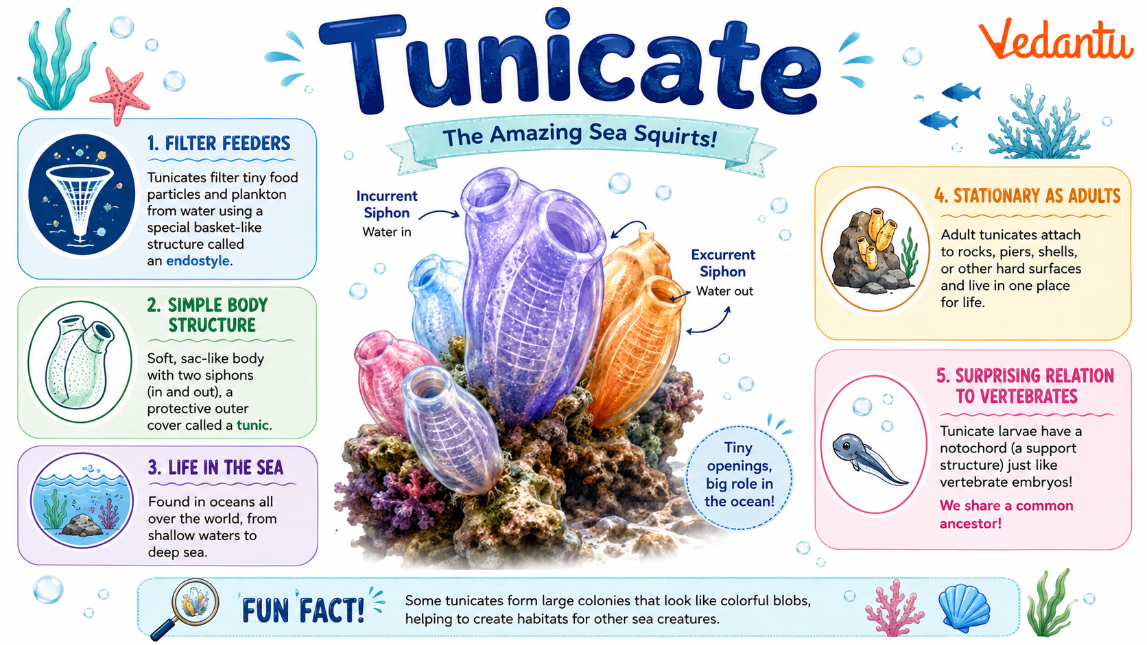 Tunicate marine animal attached to rock underwater