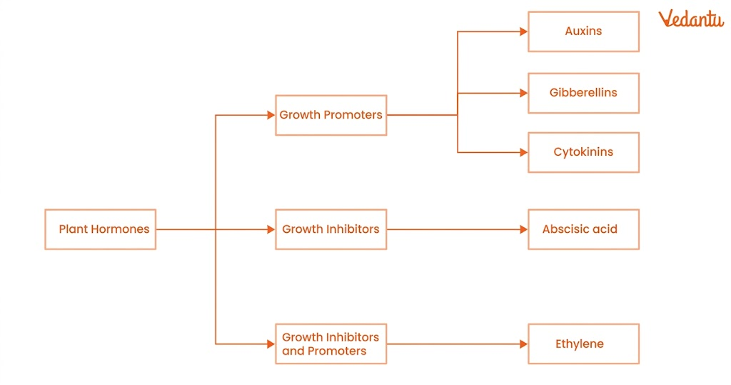 plant hormones diagram