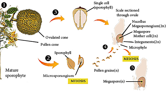 Life cycle of Gymnosperms