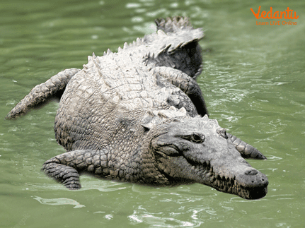 American Crocodile (Crocodylus acutus)