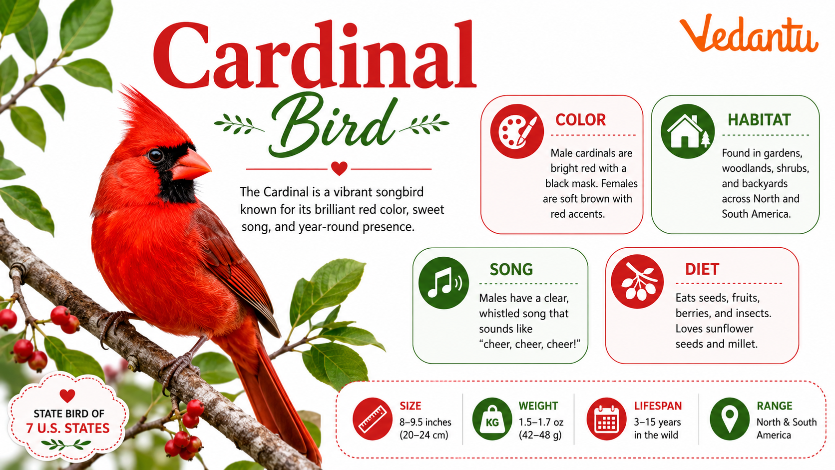 Cardinal Bird with bright red feathers perched on a branch
