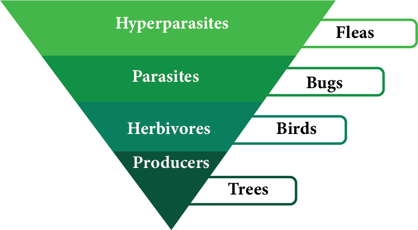 Inverted Pyramid of Numbers