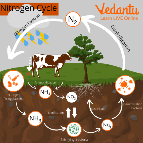 Nitrogen Cycle