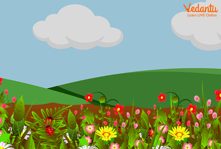 A field full of flowers during the Spring season