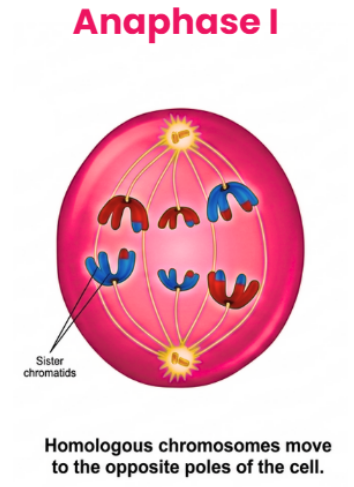 Meiosis I - Anaphase I