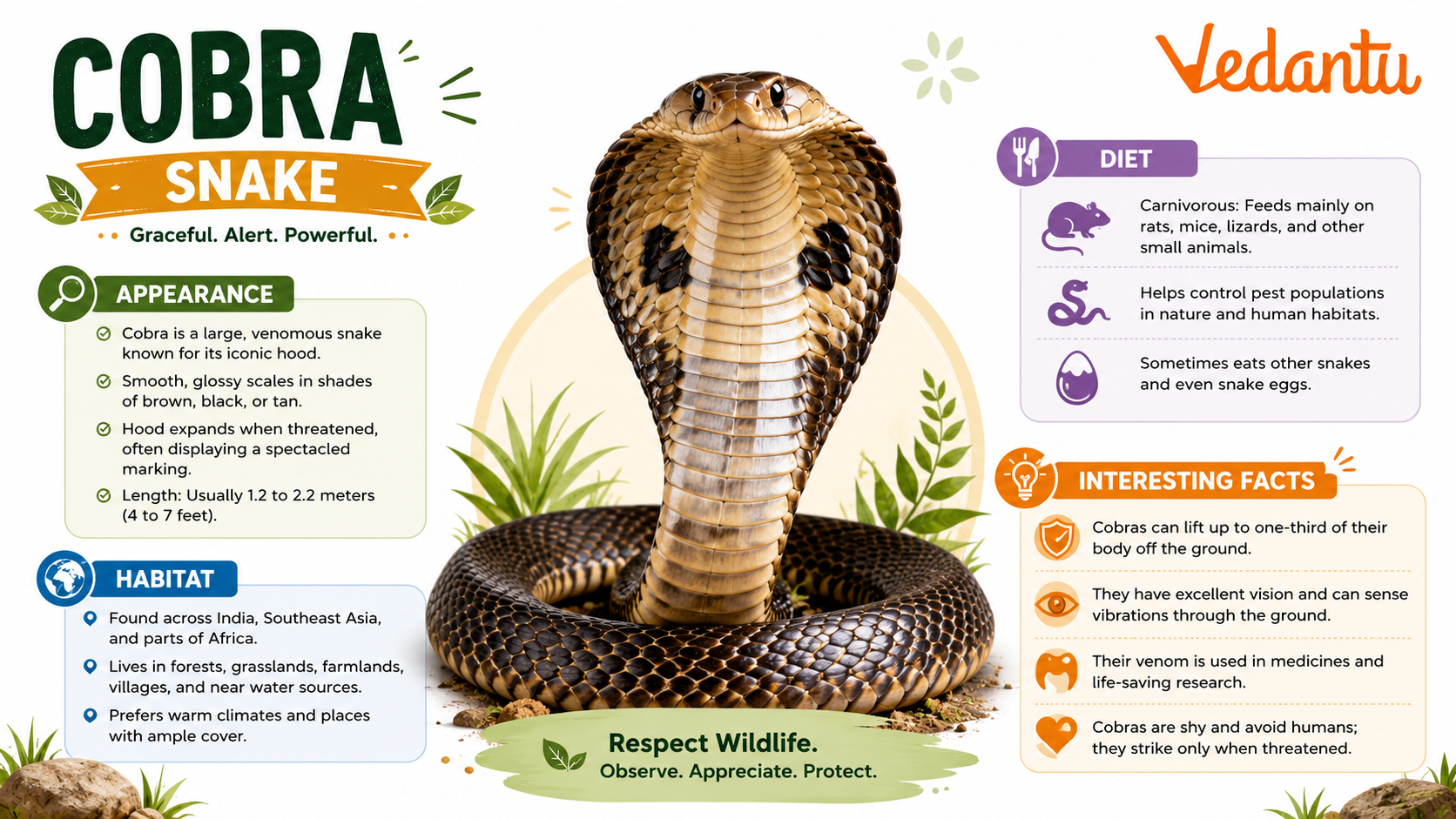 Cobra Snake with hood spread
