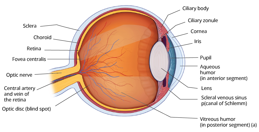 Diagrammatic view of a human eye
