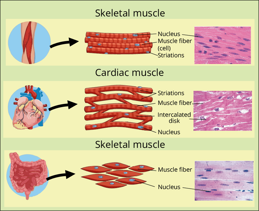 Type of Muscles