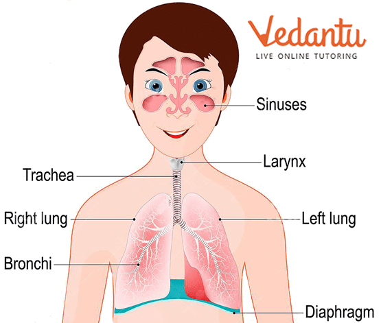 The Respiratory System