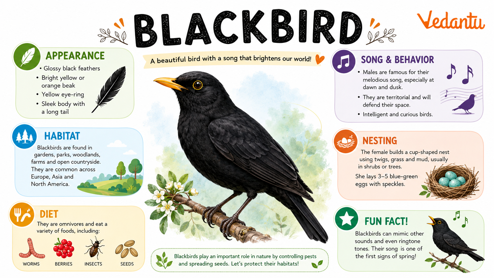 Blackbird bird with glossy black feathers and yellow beak