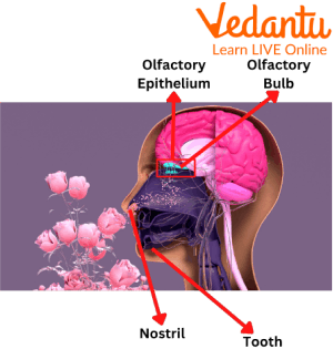 The Olfactory System