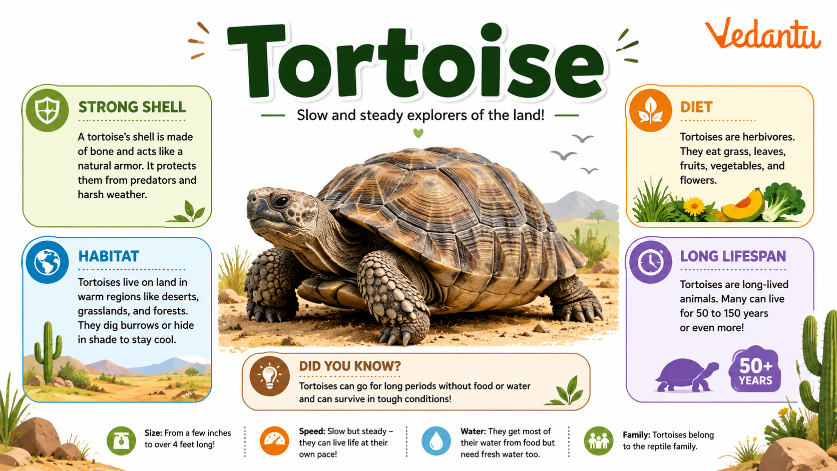 Tortoise