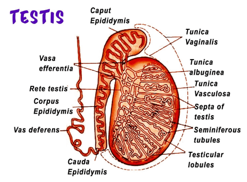 Structure of Testis