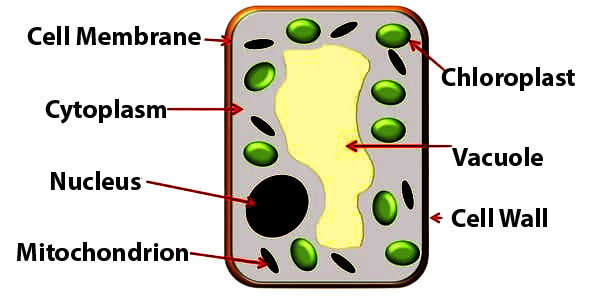Structure of a Leave Cell