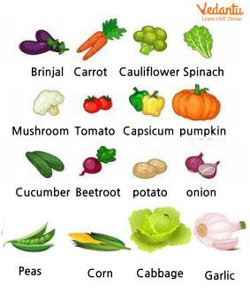 Different Types of Vegetables