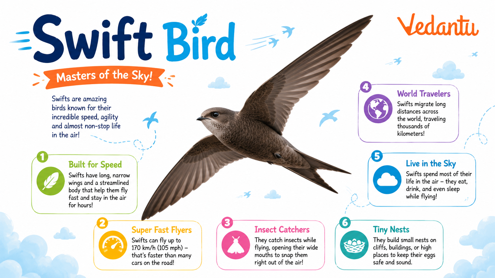 Swift Bird flying in the sky