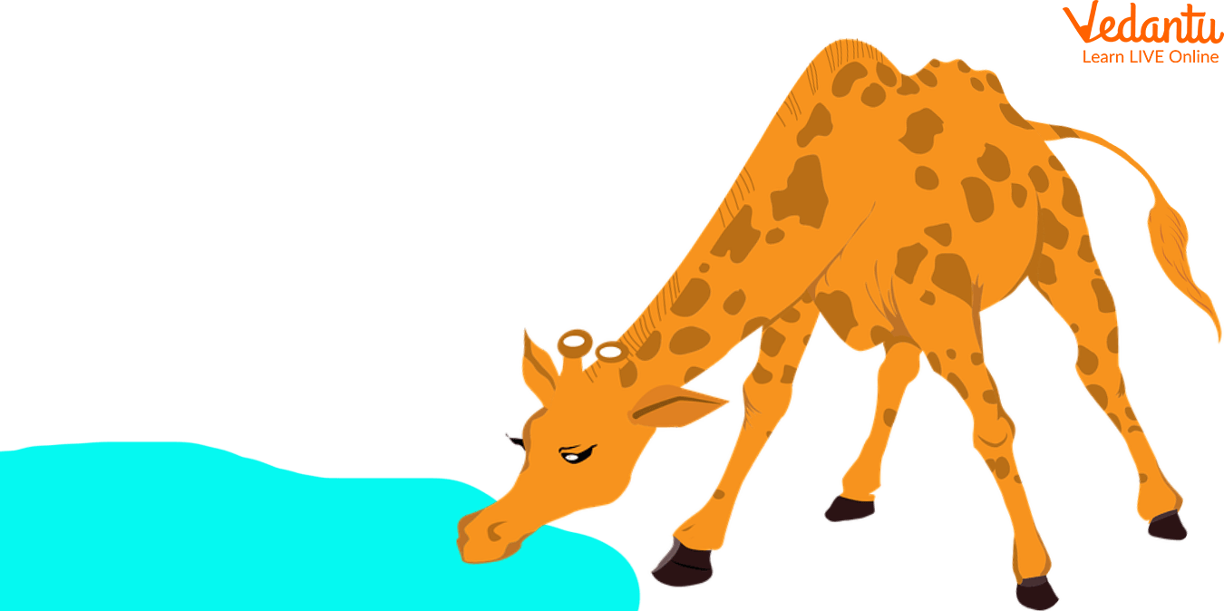 A Giraffe Drinking Water