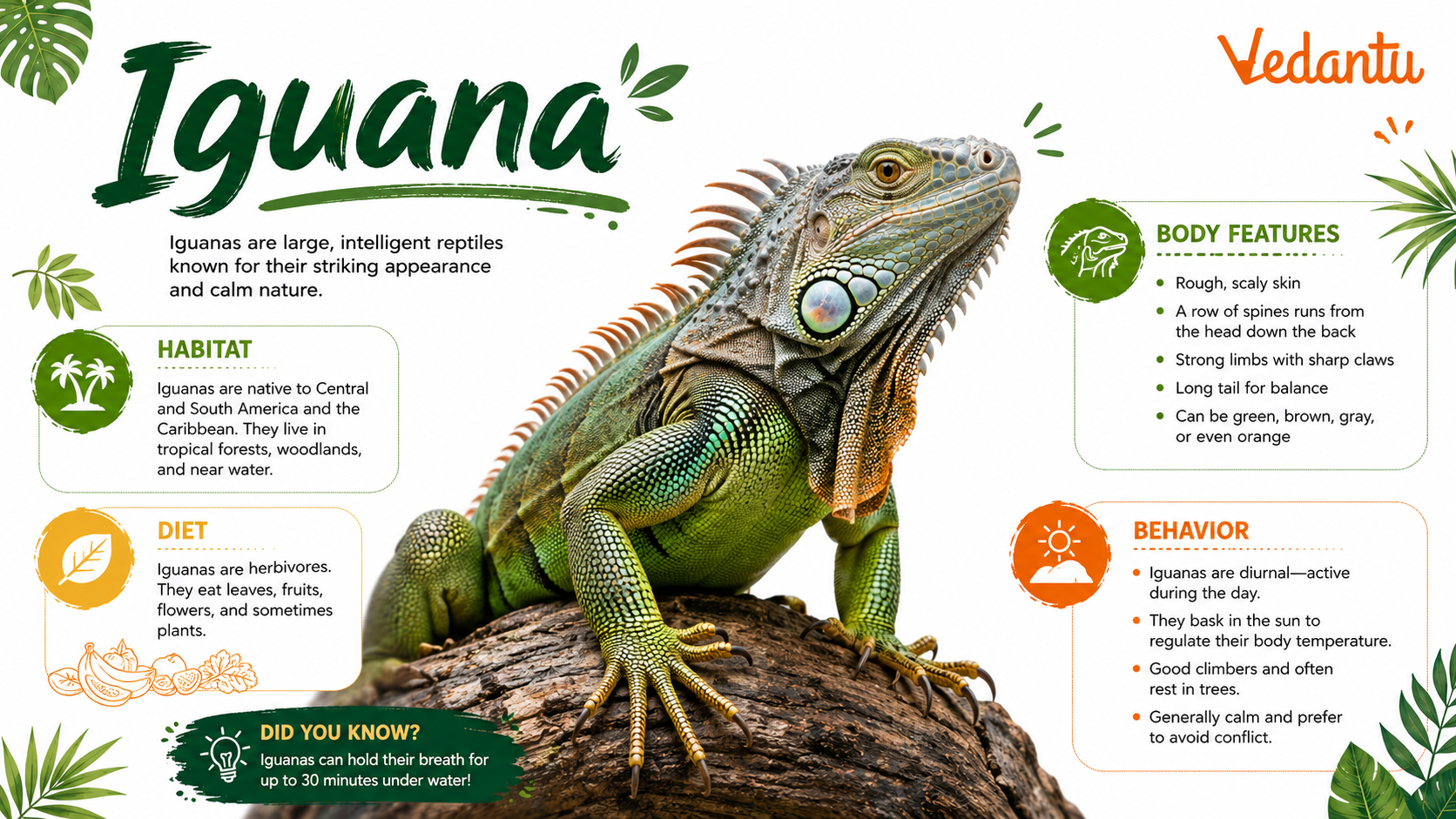 Iguana reptile with long tail and spiky crest
