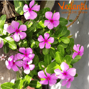 Vinca Rosea