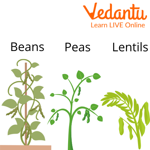 Leguminous Plant