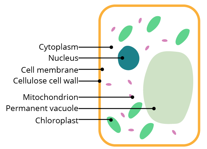 Diagram of a Plant Cell
