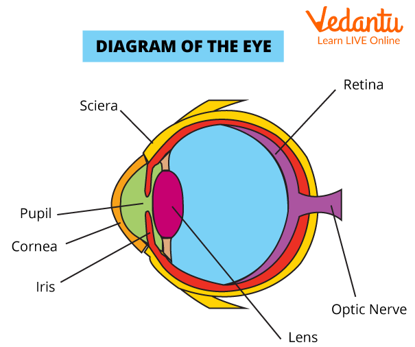 Eye Diagram for Kids