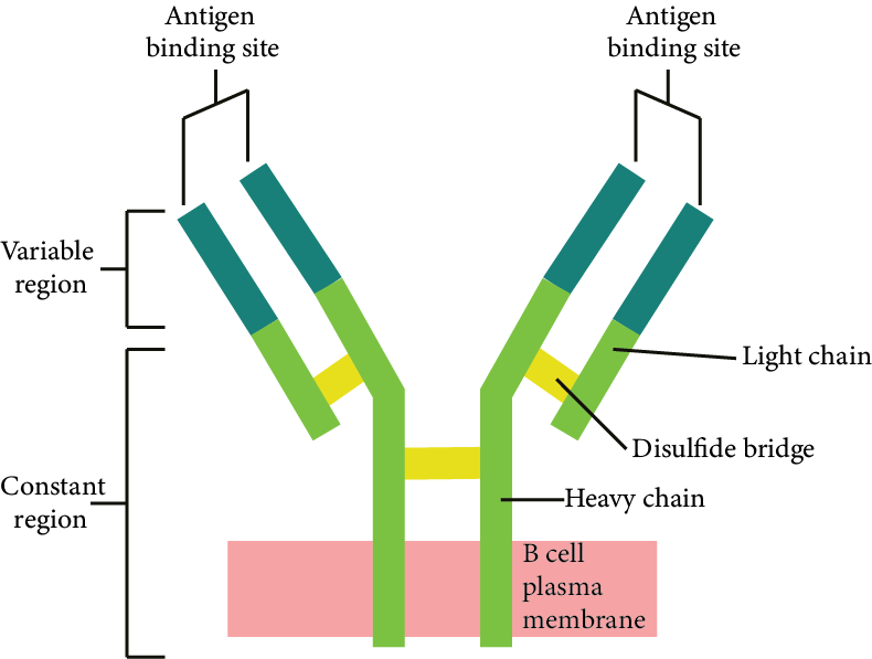 Structure of an Antibody