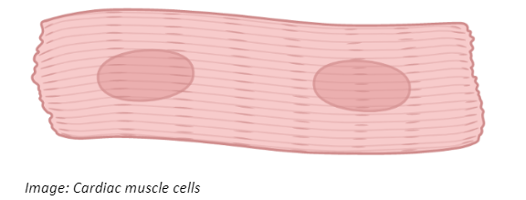 Cardiac muscle cells