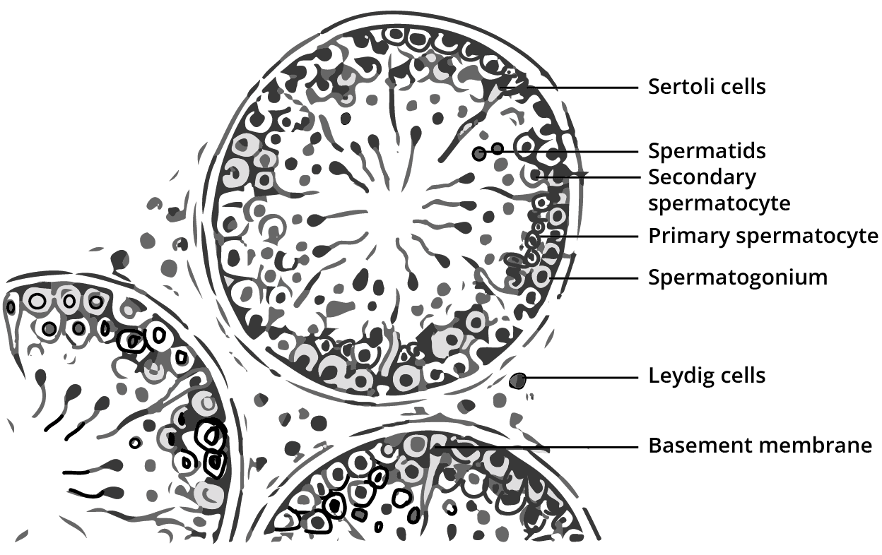 Structure of Seminiferous Tubule