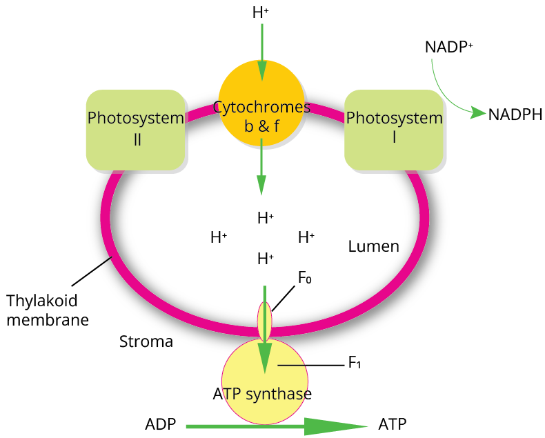 Chemiosmosis Hypothesis
