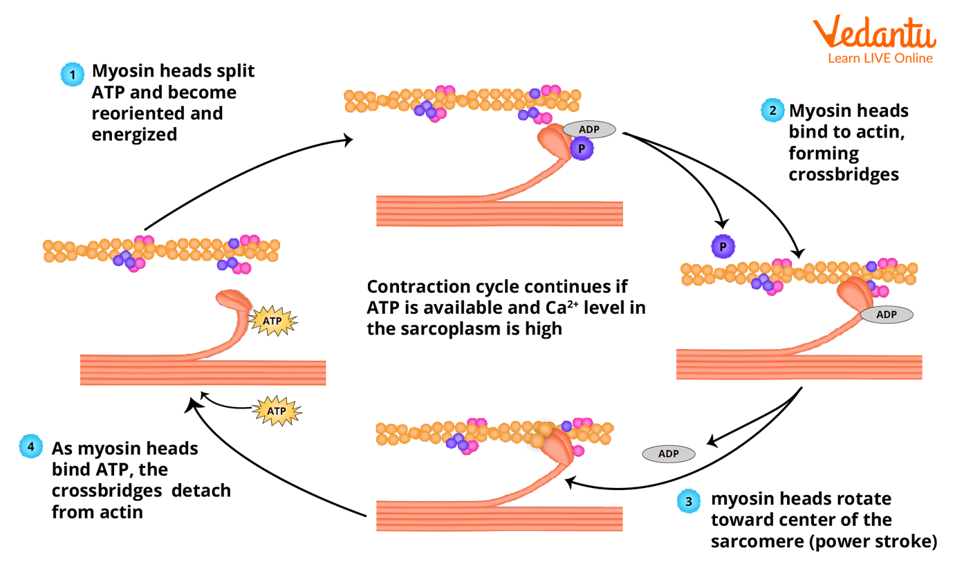 Muscle Contraction Mechanisms