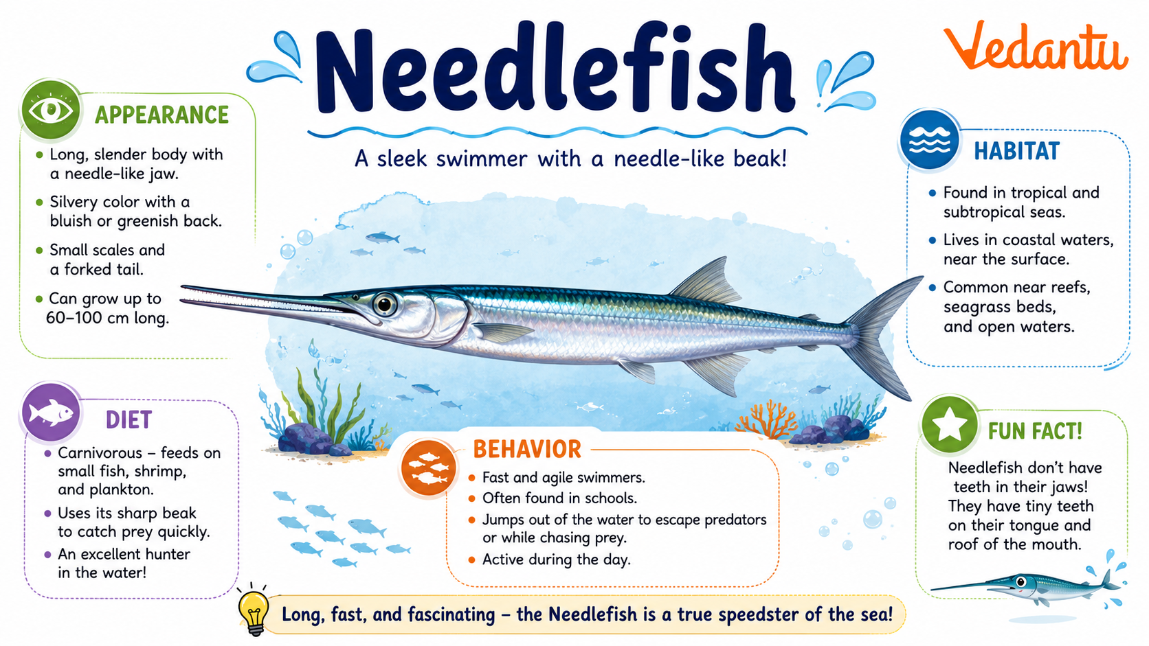 Needlefish with long slender body and sharp beak-like jaws swimming near surface