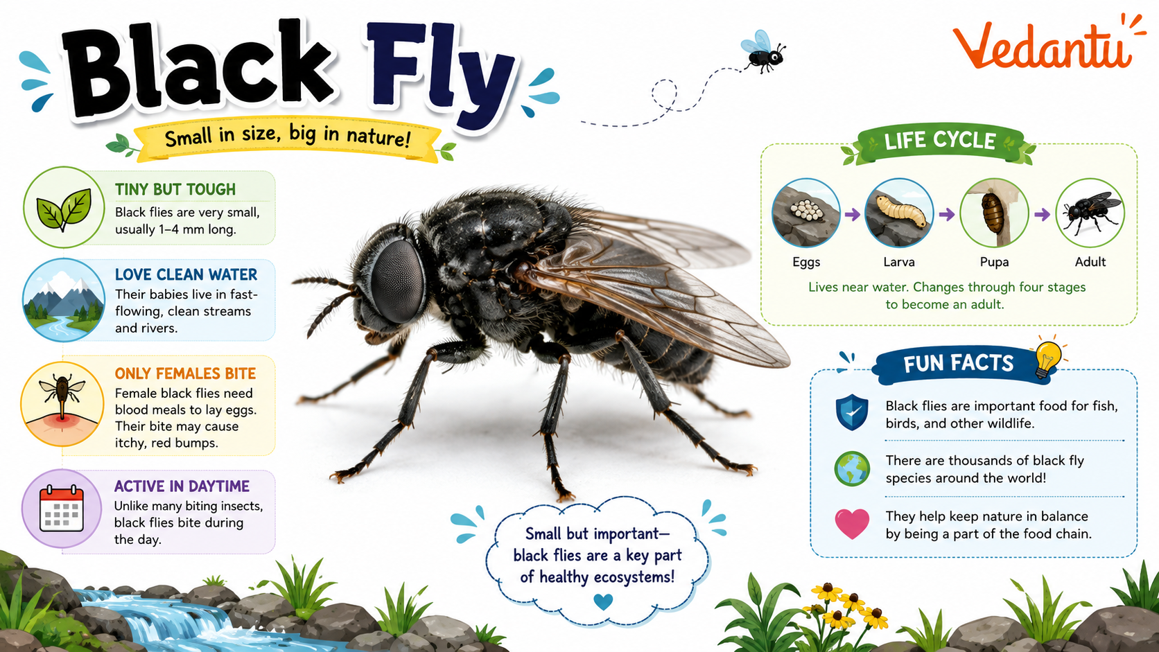 Black Fly insect close view