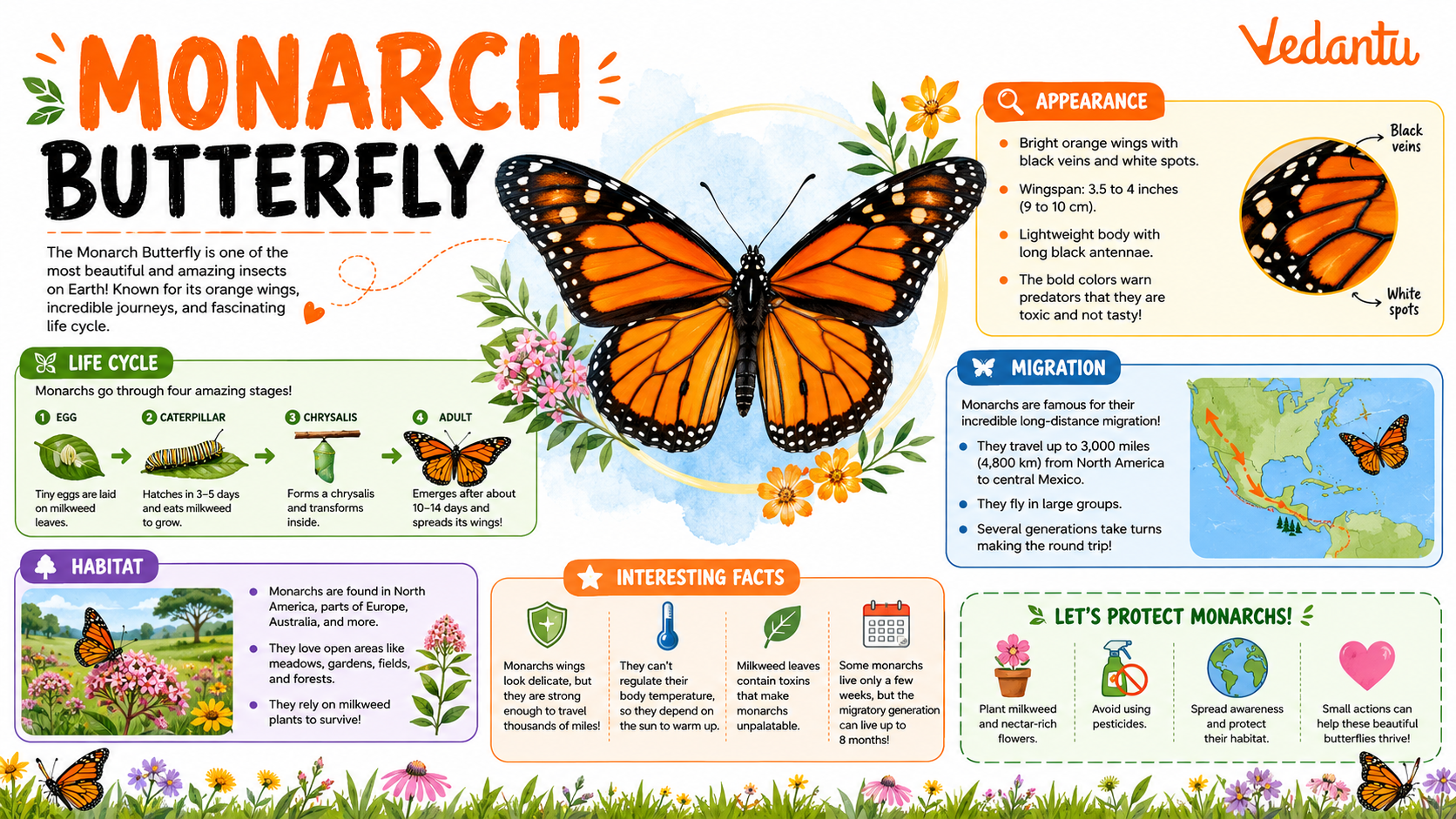 Monarch Butterfly with bright orange and black wings