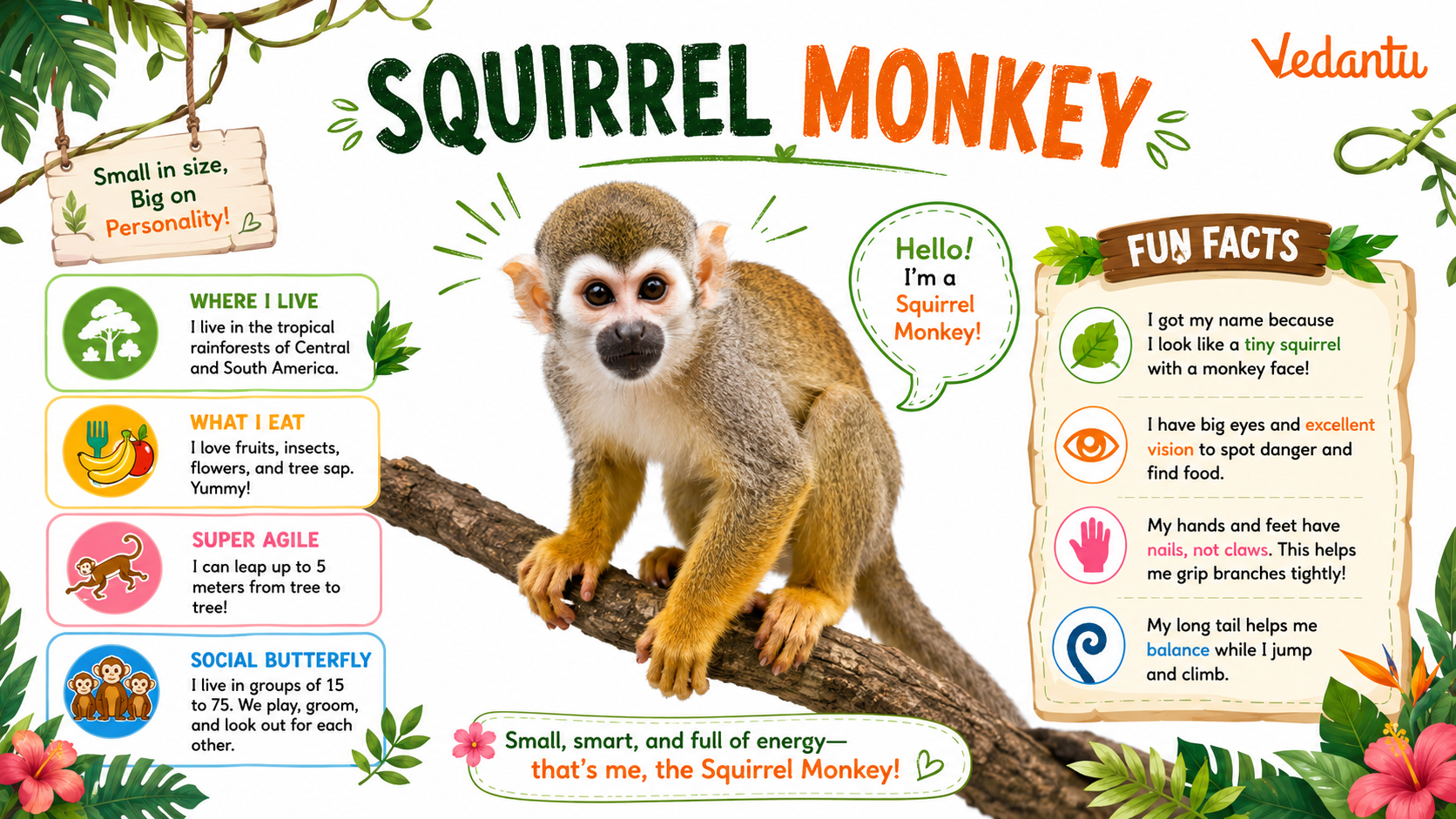 Squirrel Monkey sitting on a tree branch