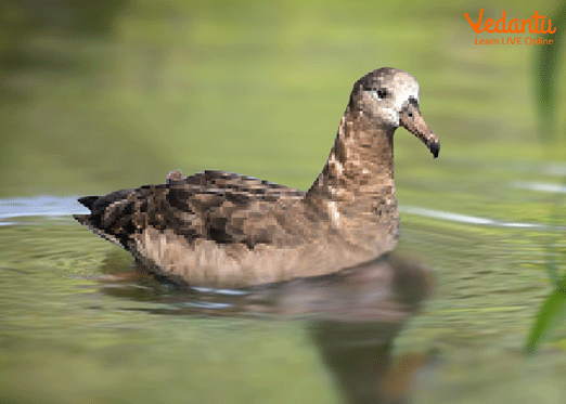 Black-Footed Albatross (Phoebastria nigripes)