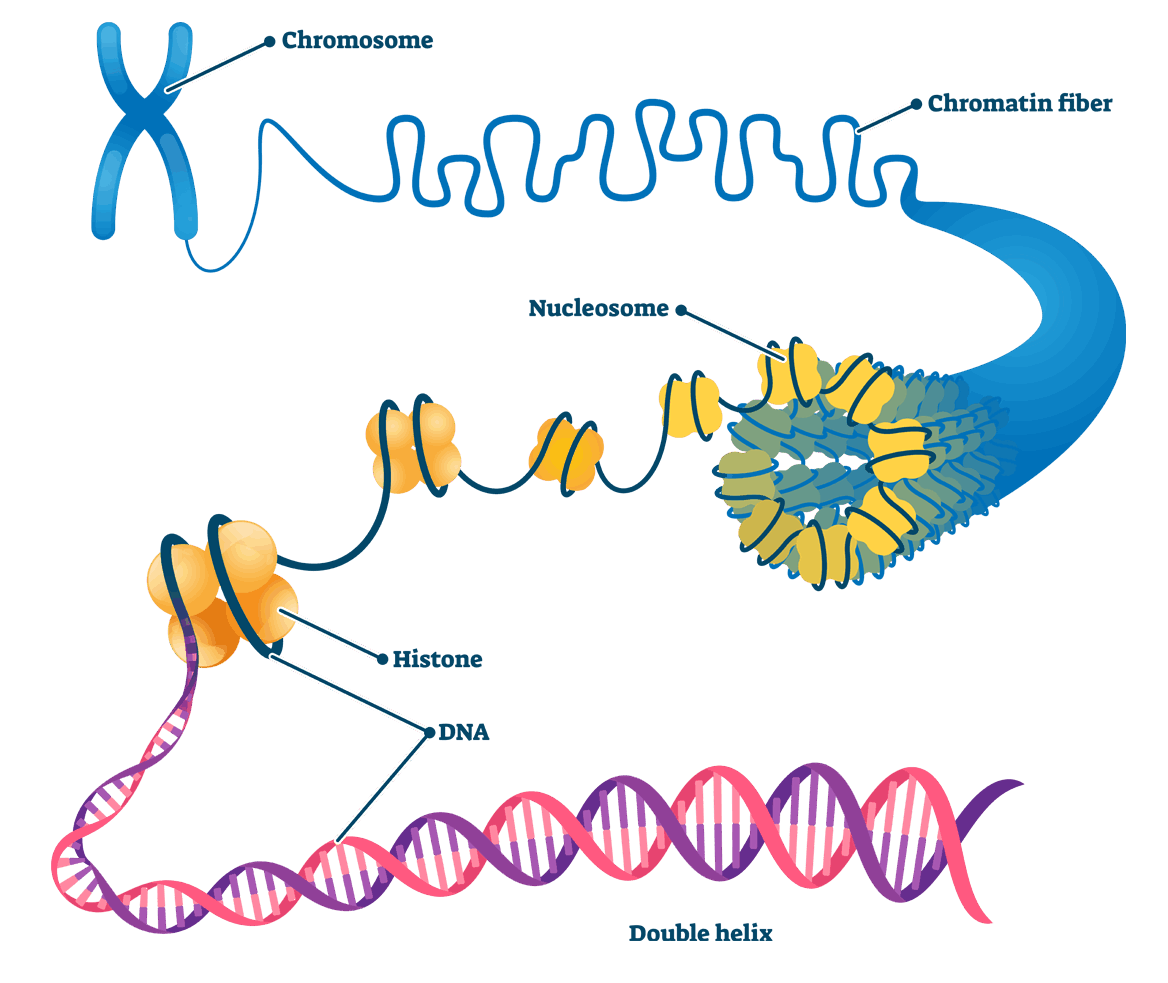 Structure of Nucleosome