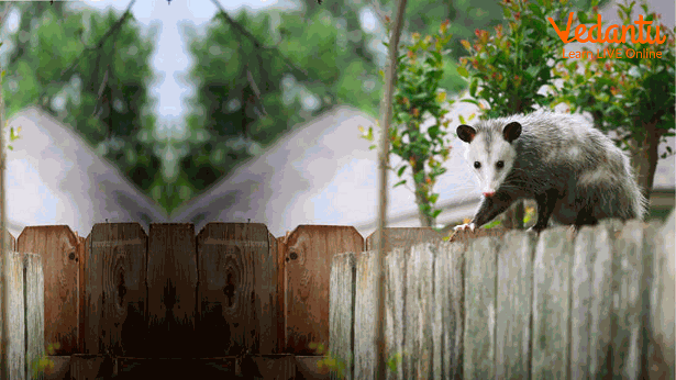 Possum