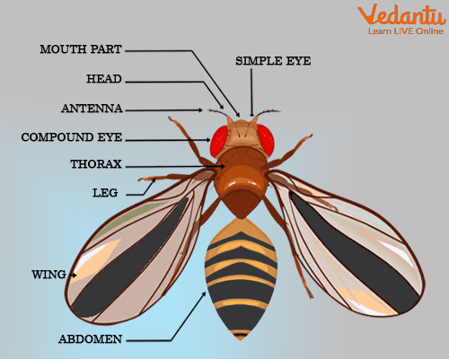 Different Parts of Insects