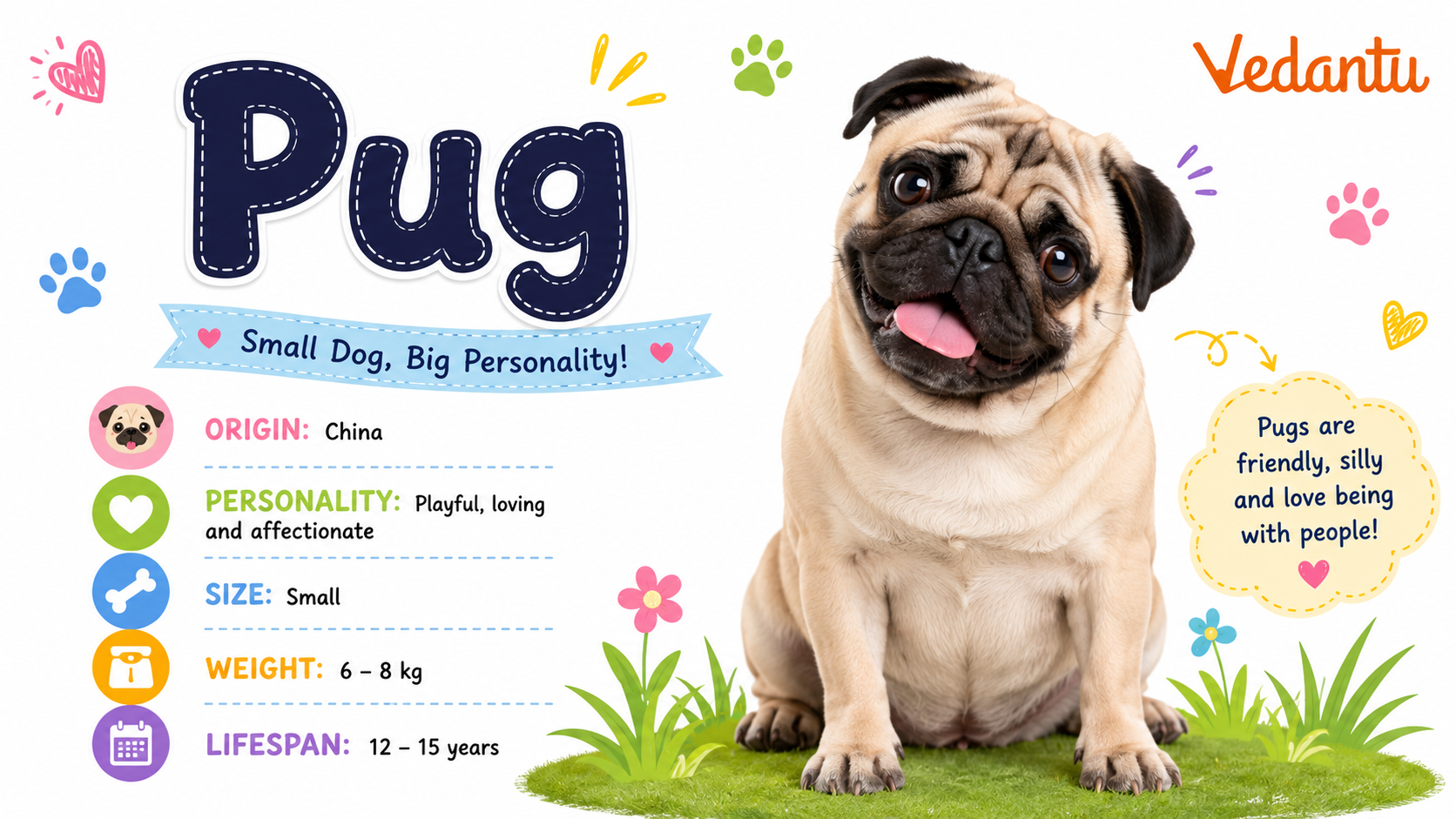 Pug dog breed with wrinkled face and curly tail
