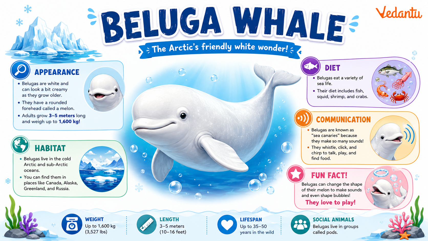 Beluga Whale
