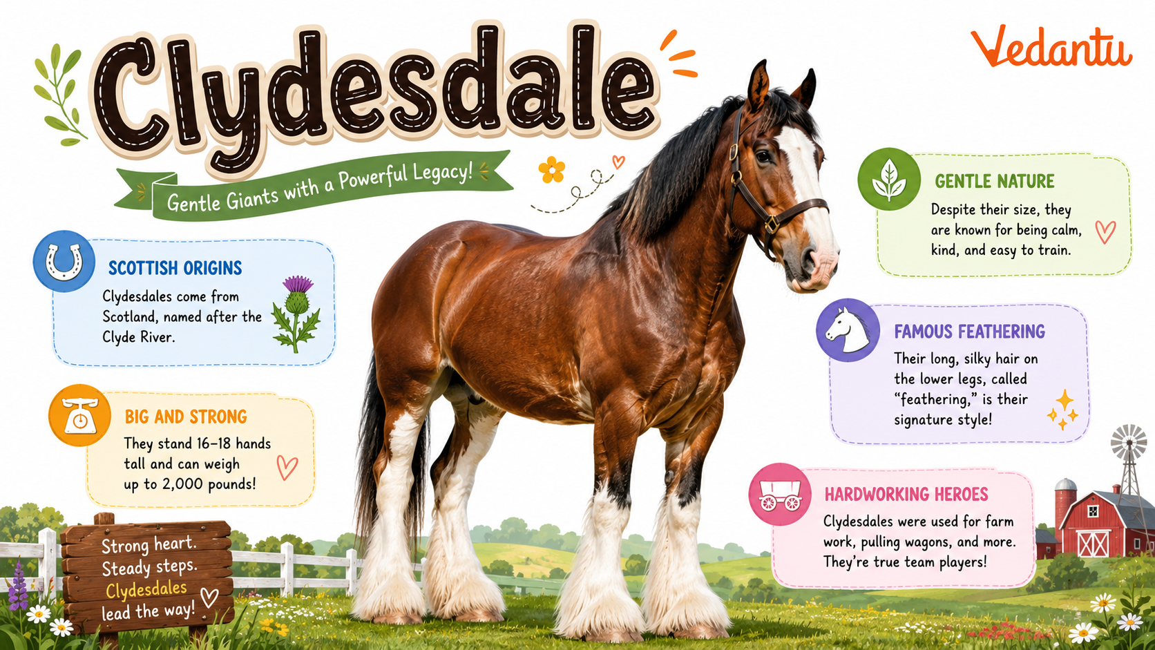 Clydesdale horse standing tall with feathered legs